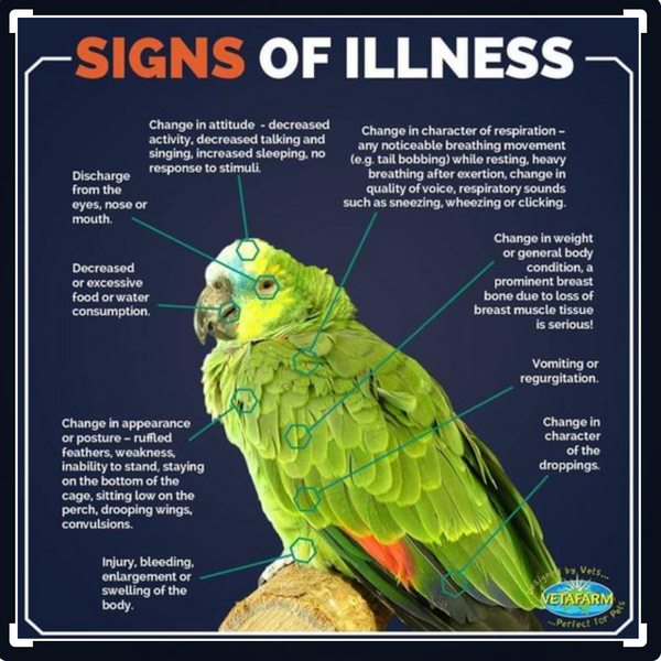 Sick Bird Inforgraphic