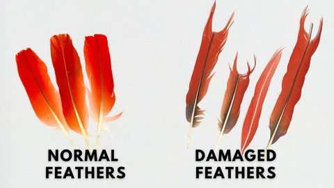 Damaged Feathers