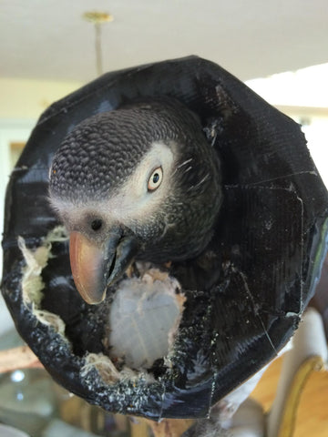 Timneh with feather picking