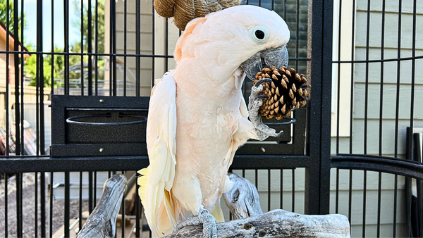 Peachy with a Pinecone