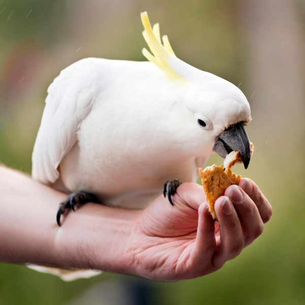 Dietary Needs of Older Birds