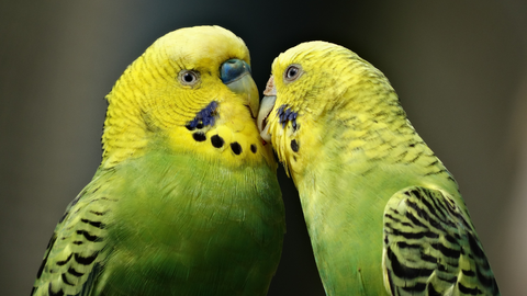 Hormonal Parakeets