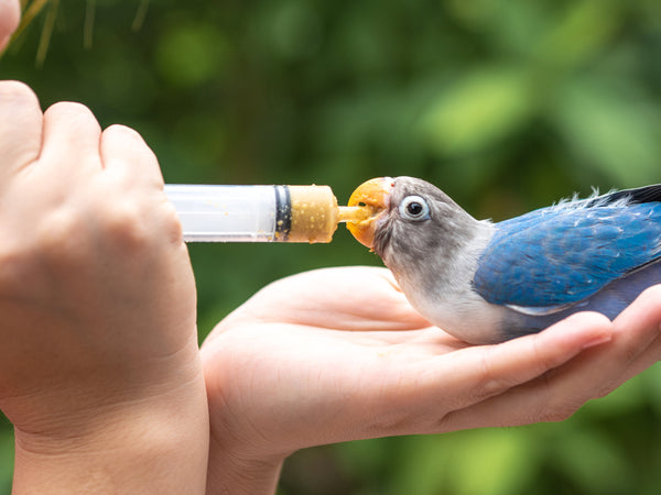 bird care for bird pain