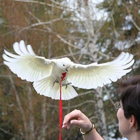 bird Harness training