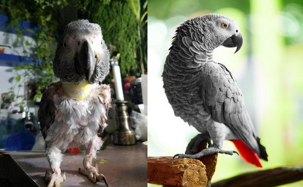 Malnourished vs. Healthy African Grey Parrots