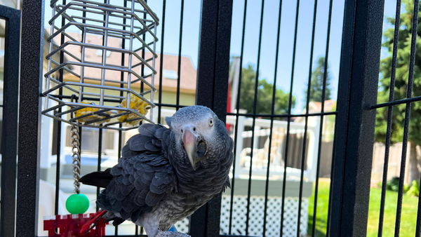 Timmy with a Bird Foraging Toy