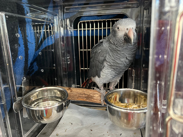 Timmy in a hospital cage