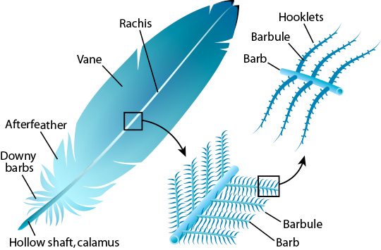 Detailed structure of bird feathers showing rachis, barbs, and barbules