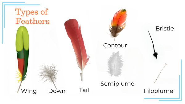 Types of Feathers