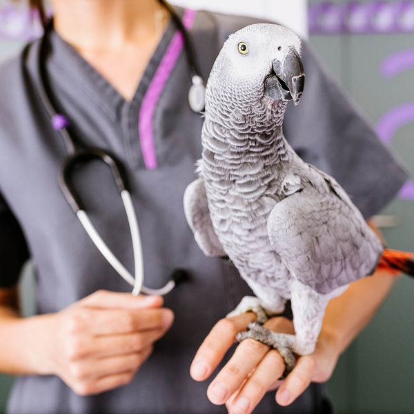 bird vet