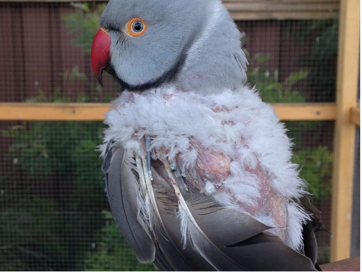 Why Do My Hen’s Feathers Look Harmful? Enhancing Feather Nicely being