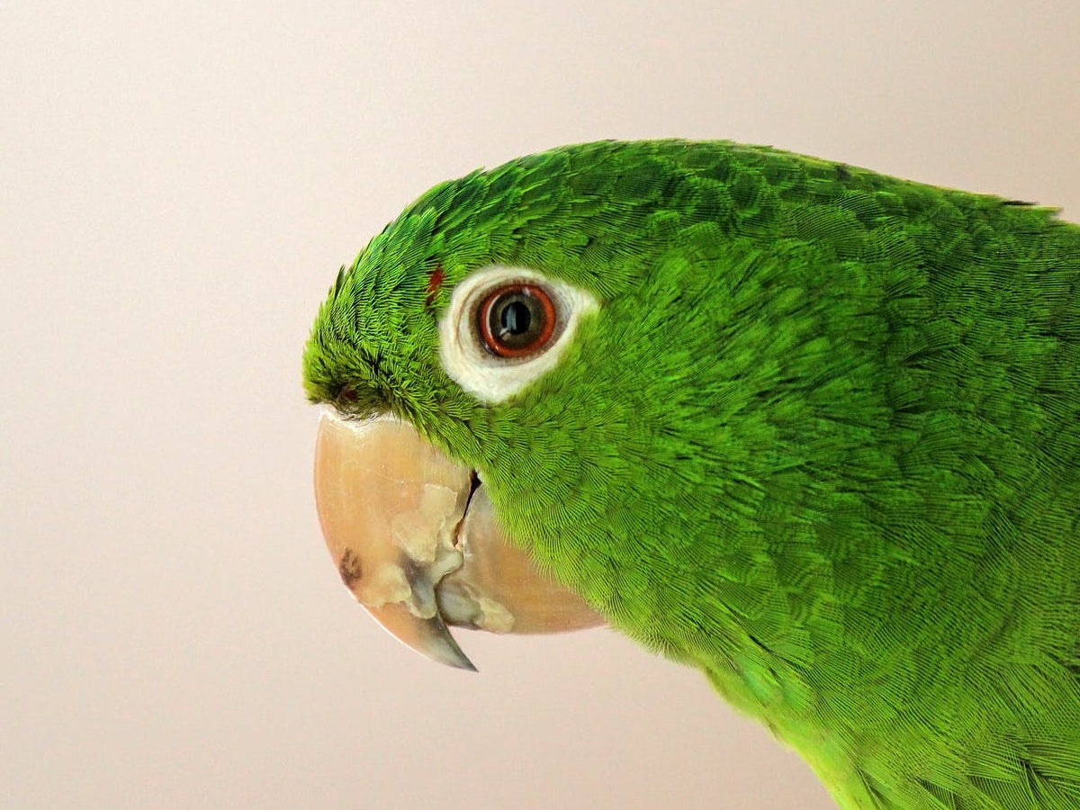 8 Strategies to Inform if Your Parrot is Sick and What To Do About It