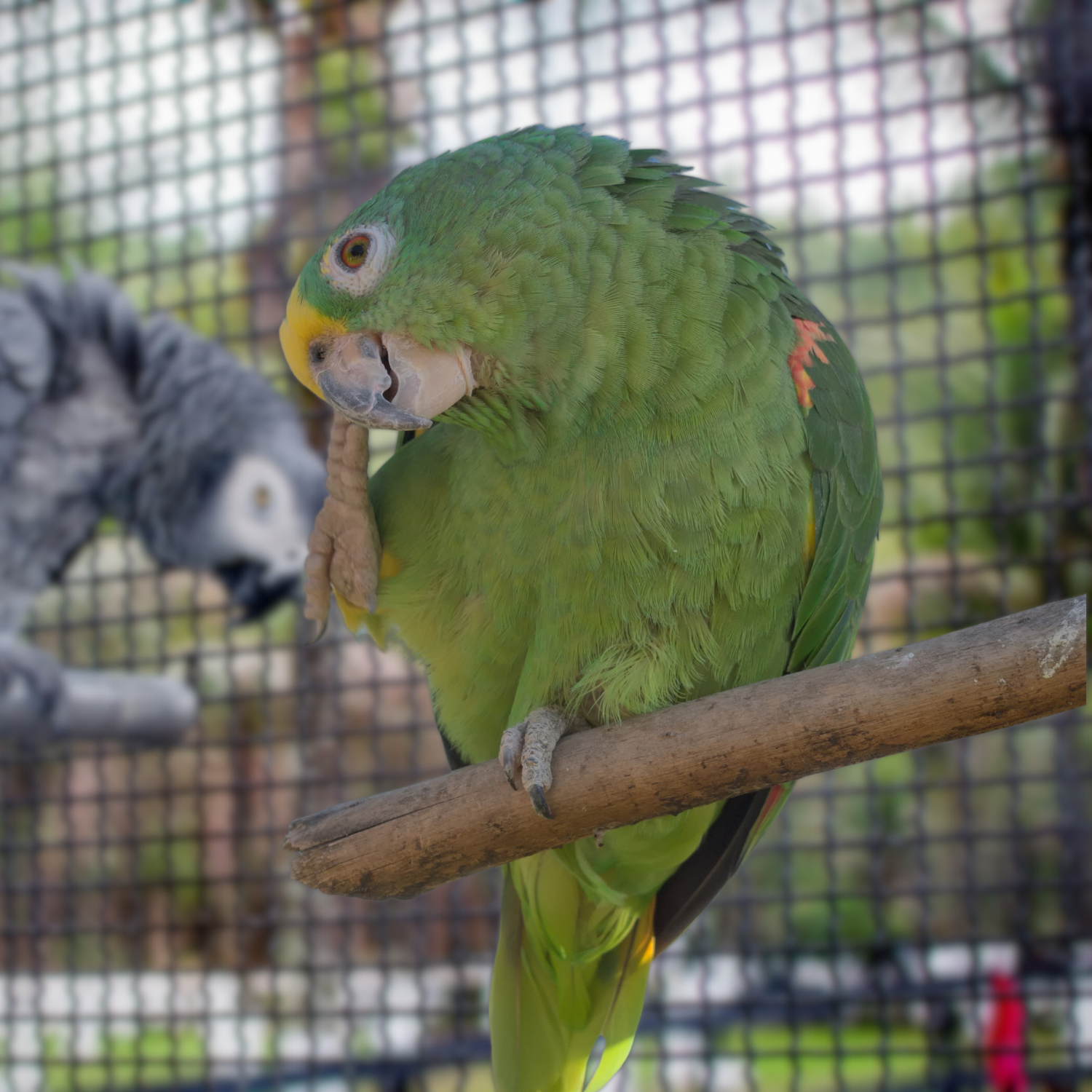 Fowl Scratching? 7 Causes Why Is Your Parrot Is So Itchy