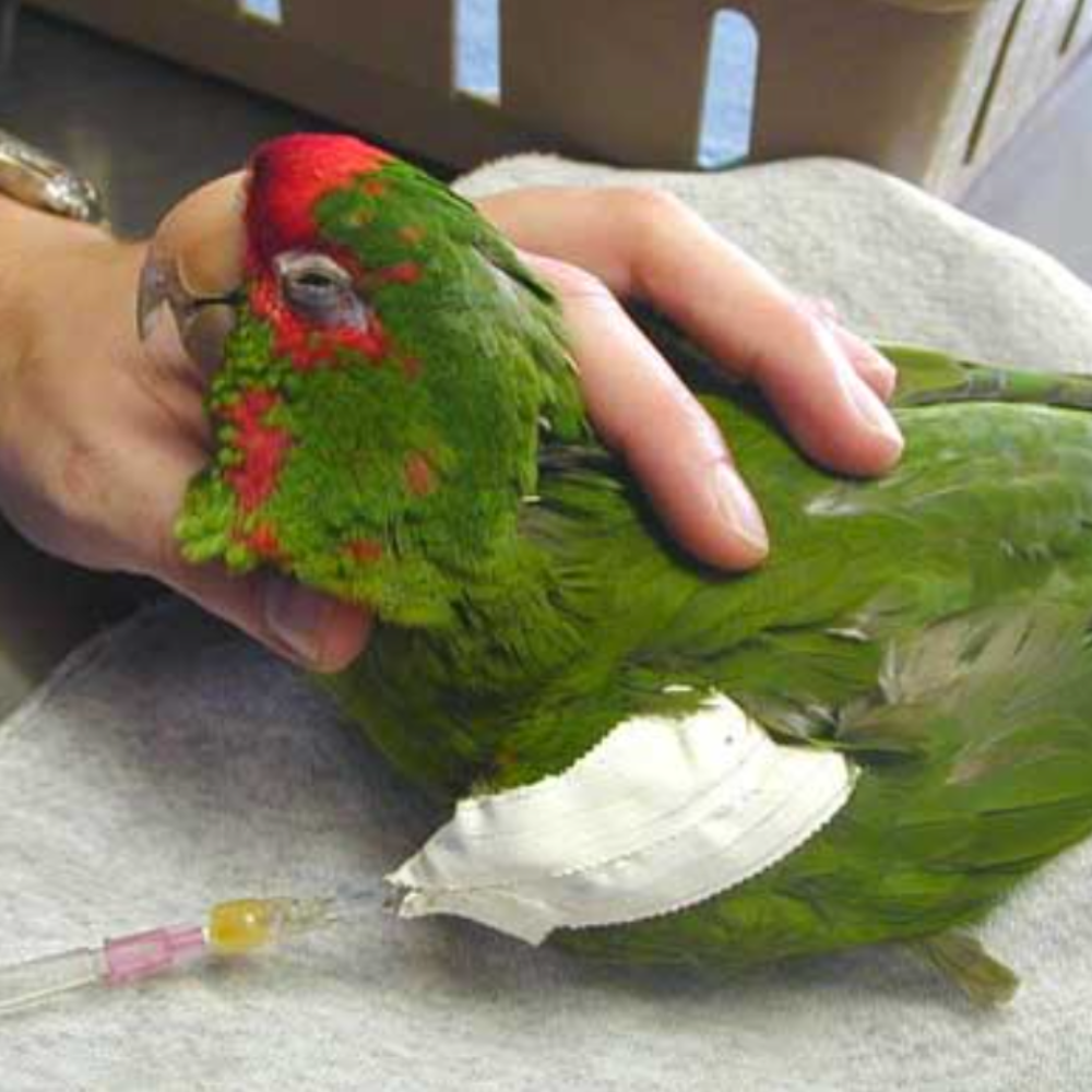 Pet Chook & Parrot Harm Care When You Can not Uncover a Vet