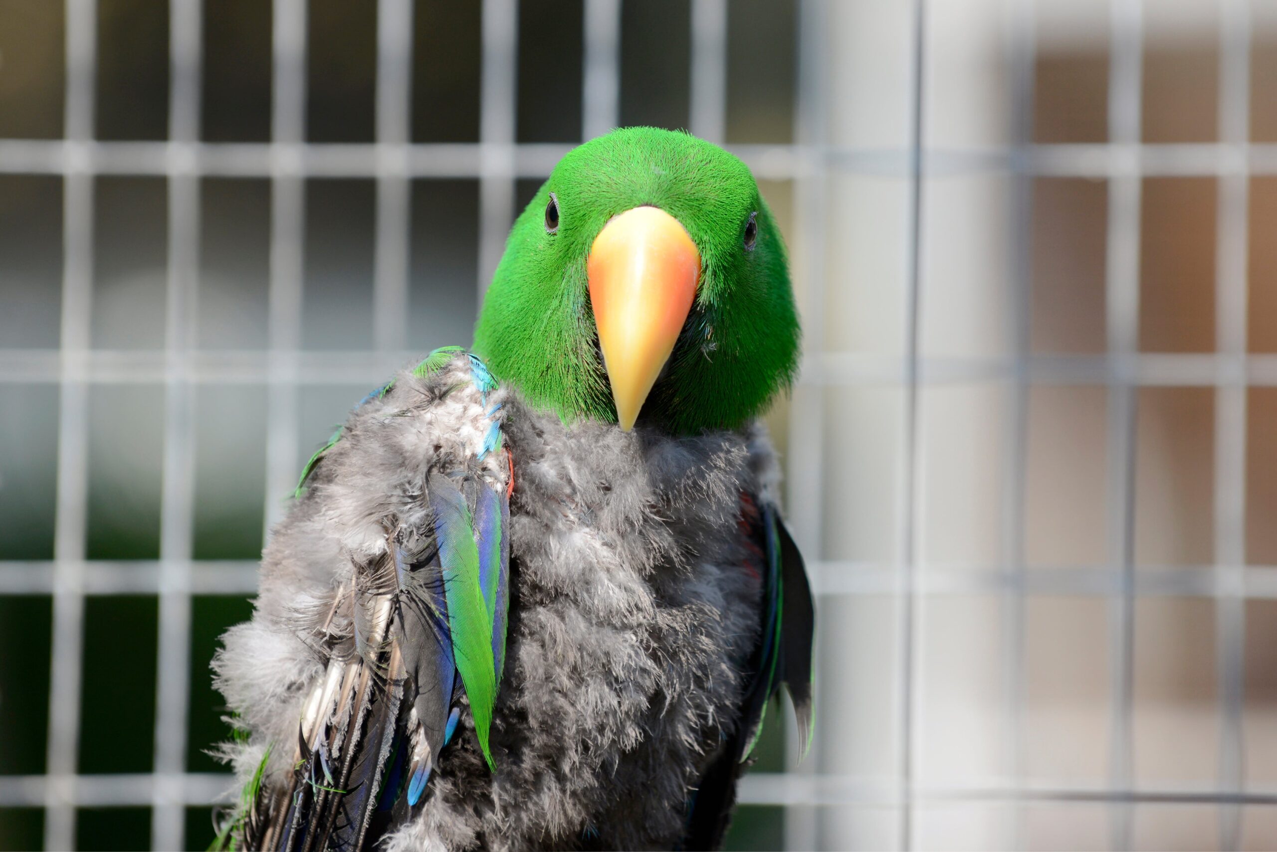 How one can Help Your Feather Choosing Parrot